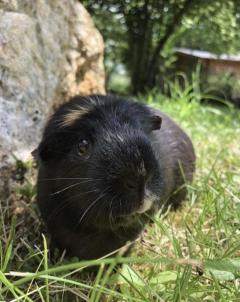 Service : rongeur Service : rongeur