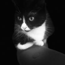 Demander ce catsitter