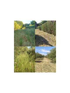 Service : debroussaillage Service : debroussaillage