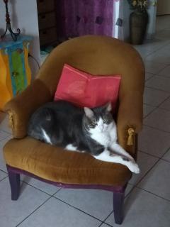Demander ce catsitter