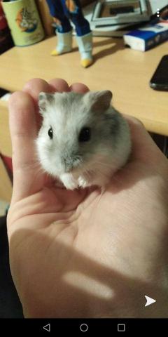 Service : garde animaux Service : garde animaux