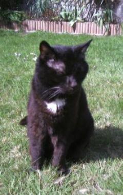 Service : garde animaux Service : garde animaux