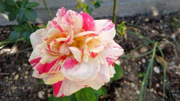 Service : aide personne Service : aide personne