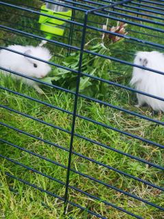 Service : rongeur Service : rongeur