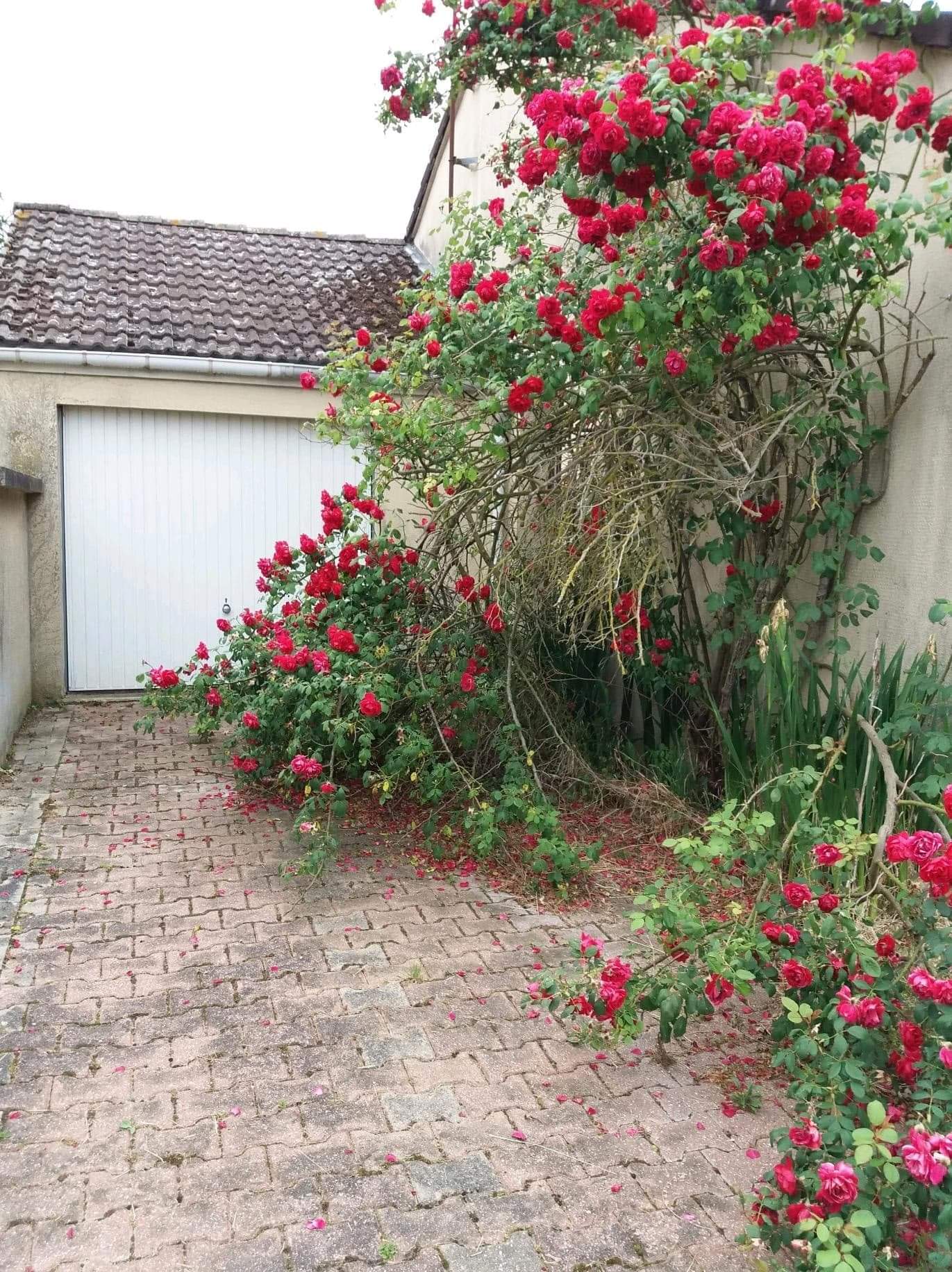 Service elagage 10 entre particuliers