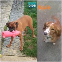 Service : chien Service : chien