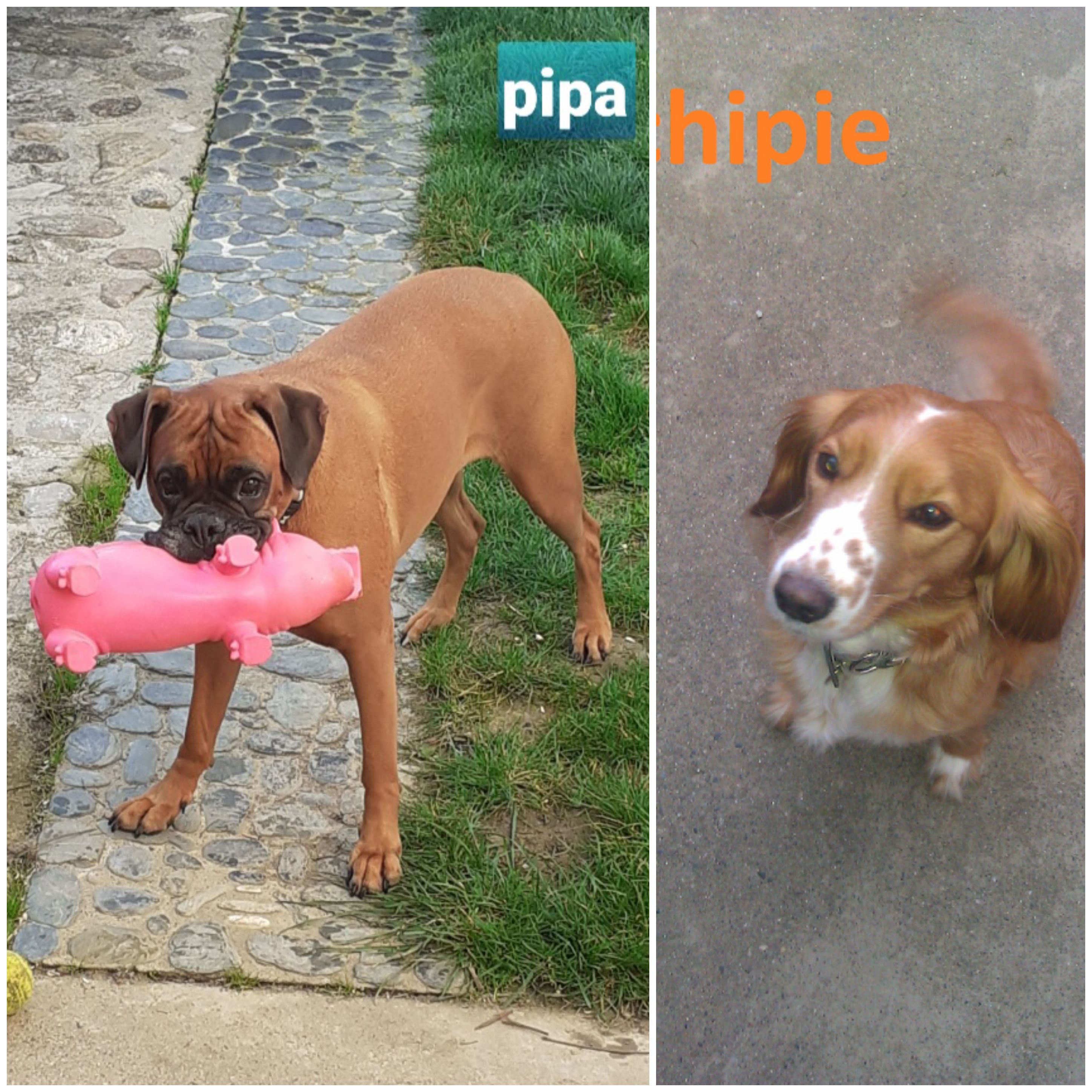 Service chien 31 entre particuliers