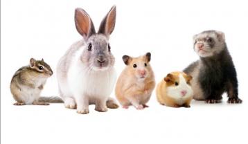 Service : rongeur Service : rongeur