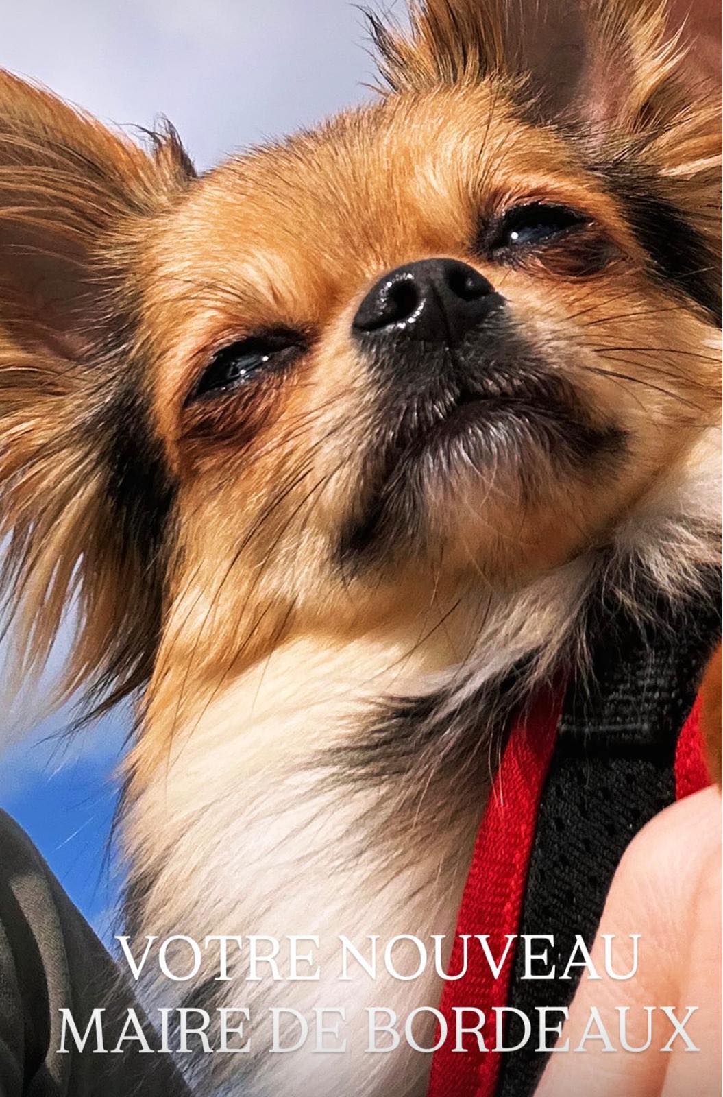 Service chien entre particuliers (33)