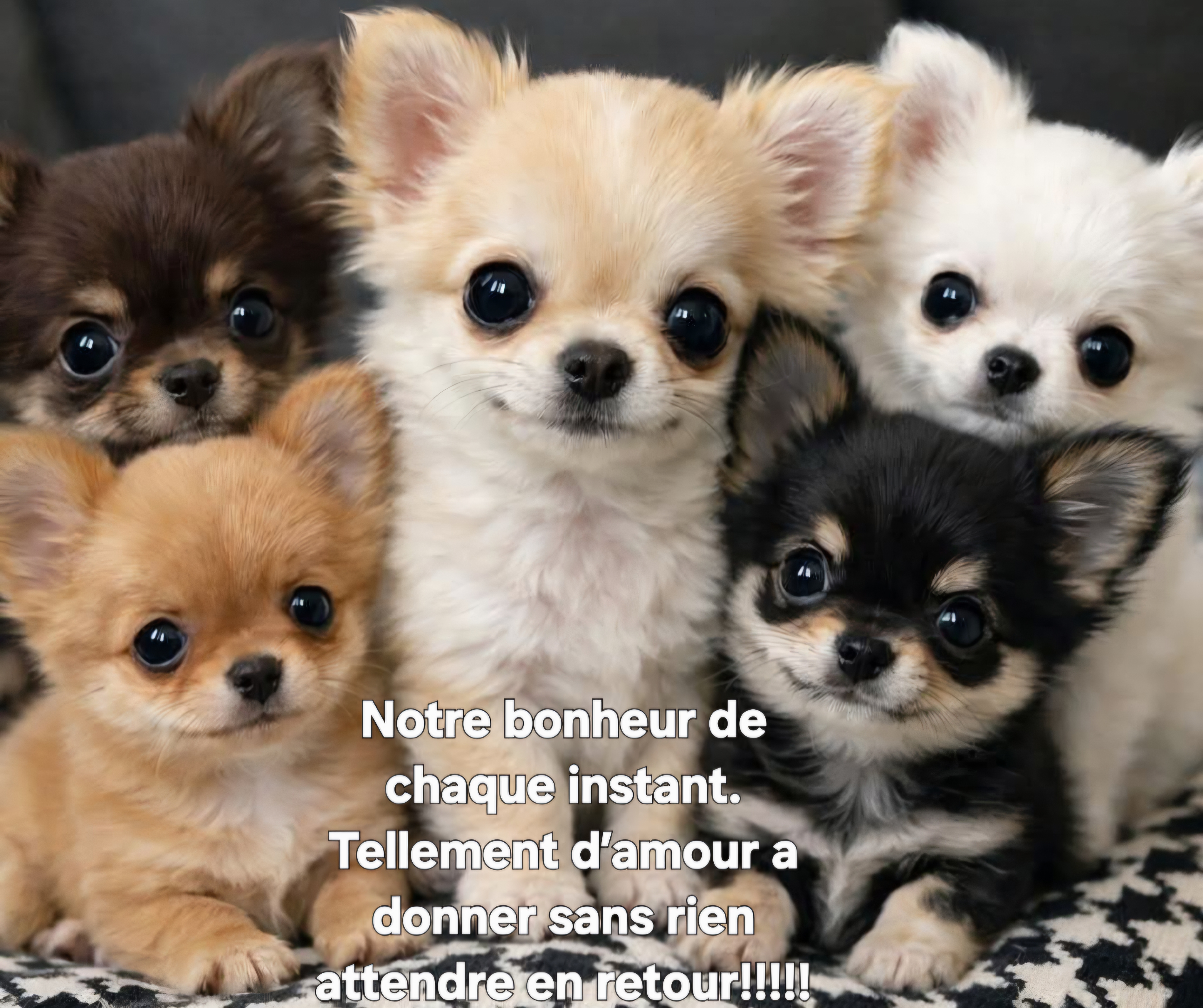 Service chien entre particuliers (33)
