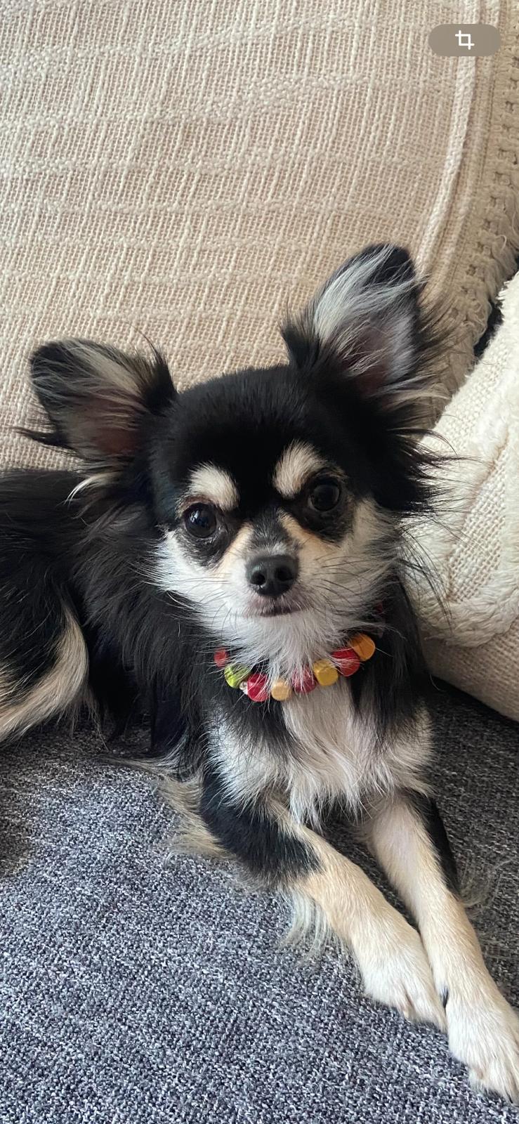 Service chien entre particuliers (33)