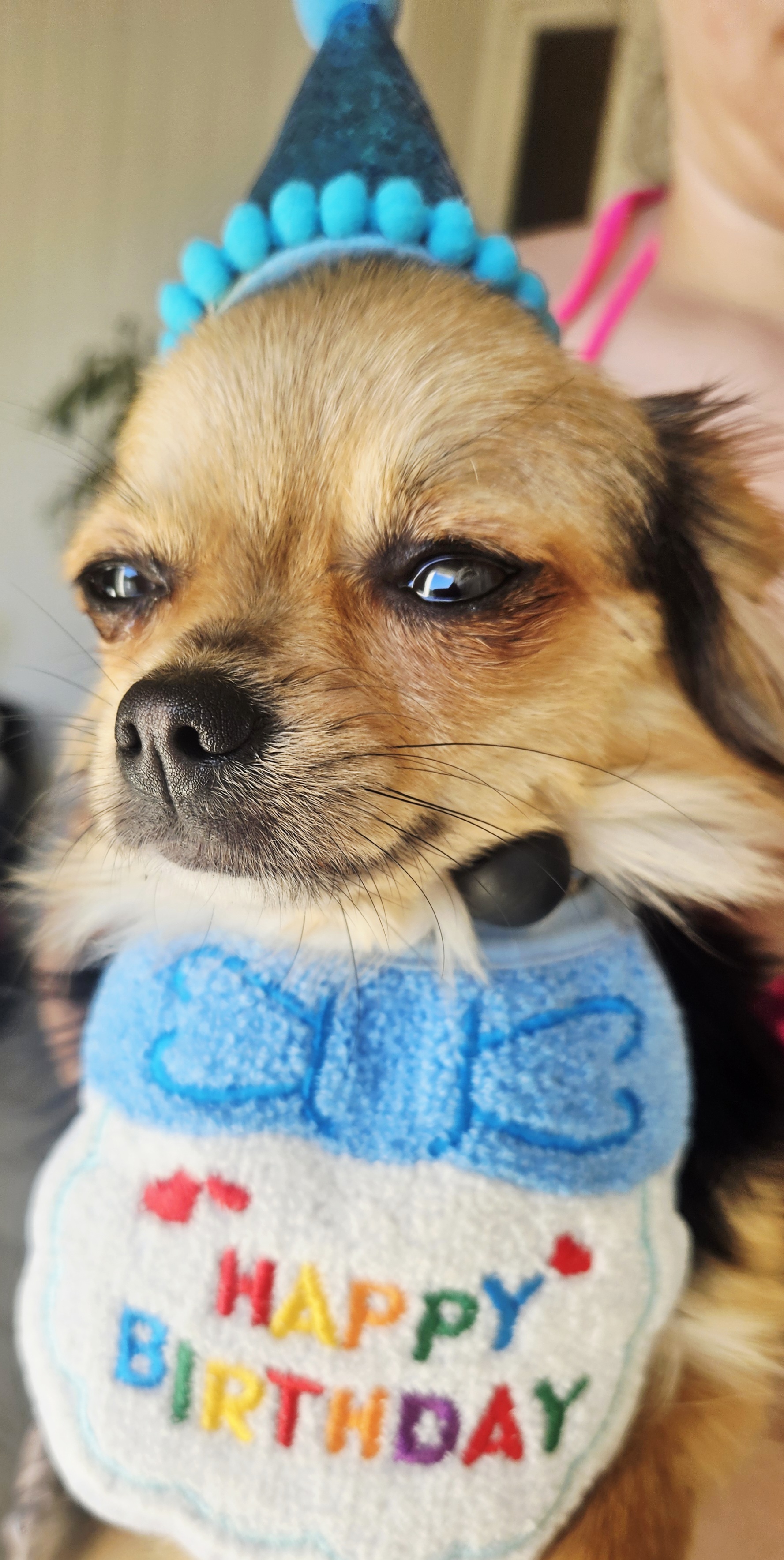 Service chien entre particuliers (33)