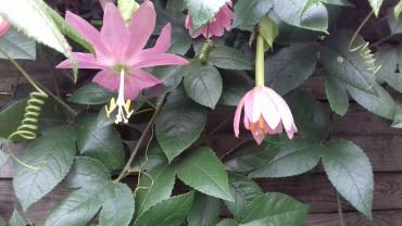 Service : soins Service : soins