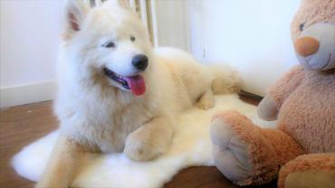 Service : chien Service : chien