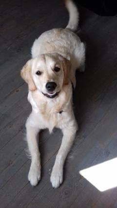 Demander ce petsitter