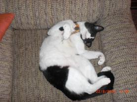 Demander ce catsitter