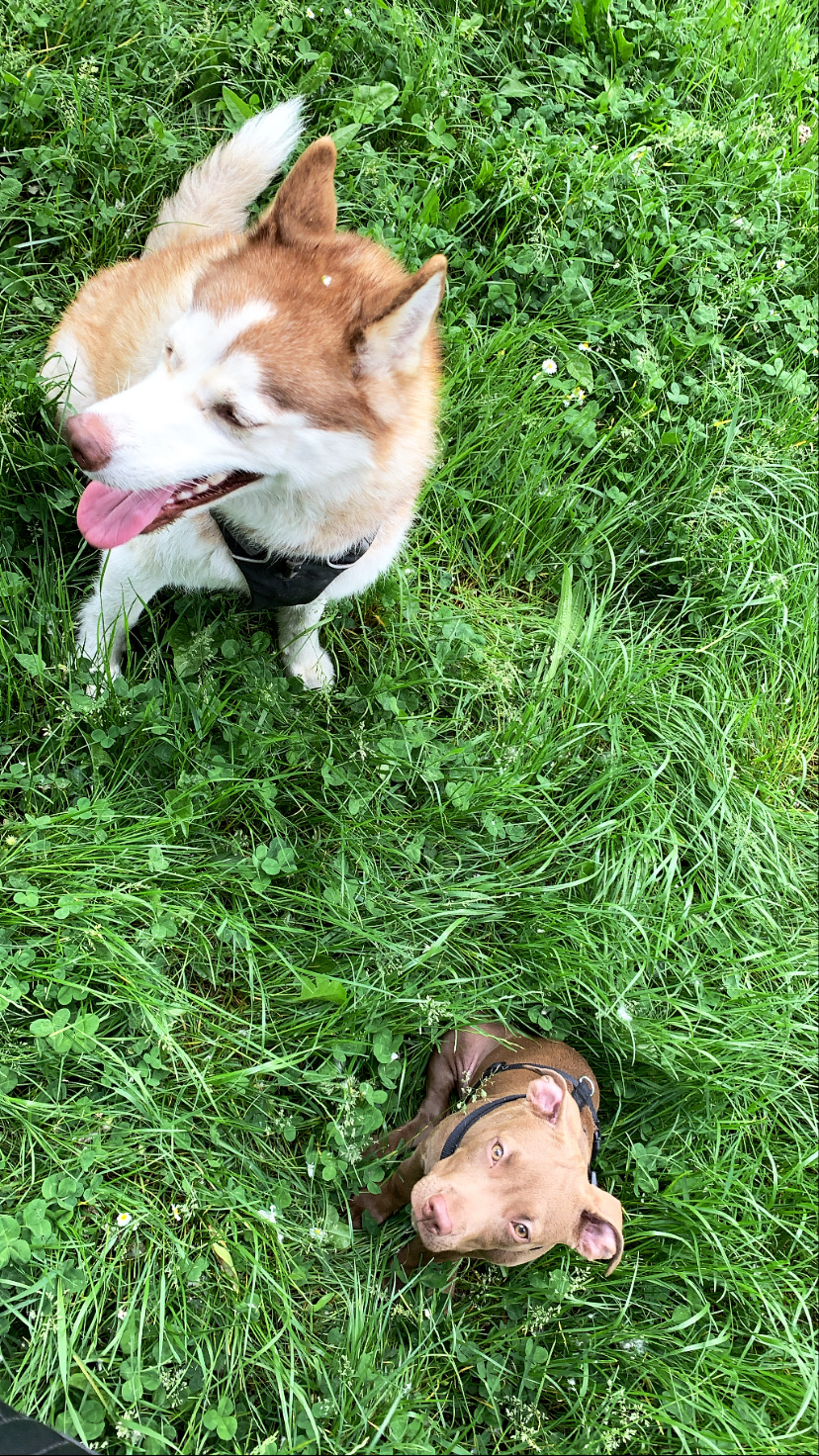 Service garde animaux 38 entre particuliers