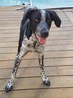 Service : chien Service : chien