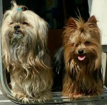 Demander ce petsitter