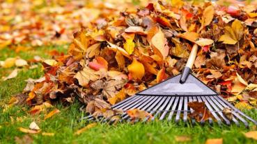 Service : entretien jardin Service : entretien jardin