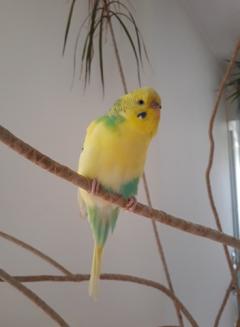 Demander une garde