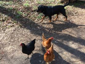 Service : garde animaux Service : garde animaux