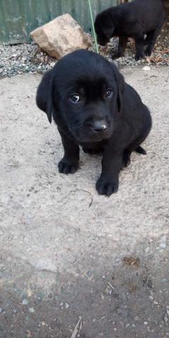 Service : garde animaux Service : garde animaux