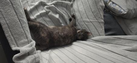 Demander ce catsitter