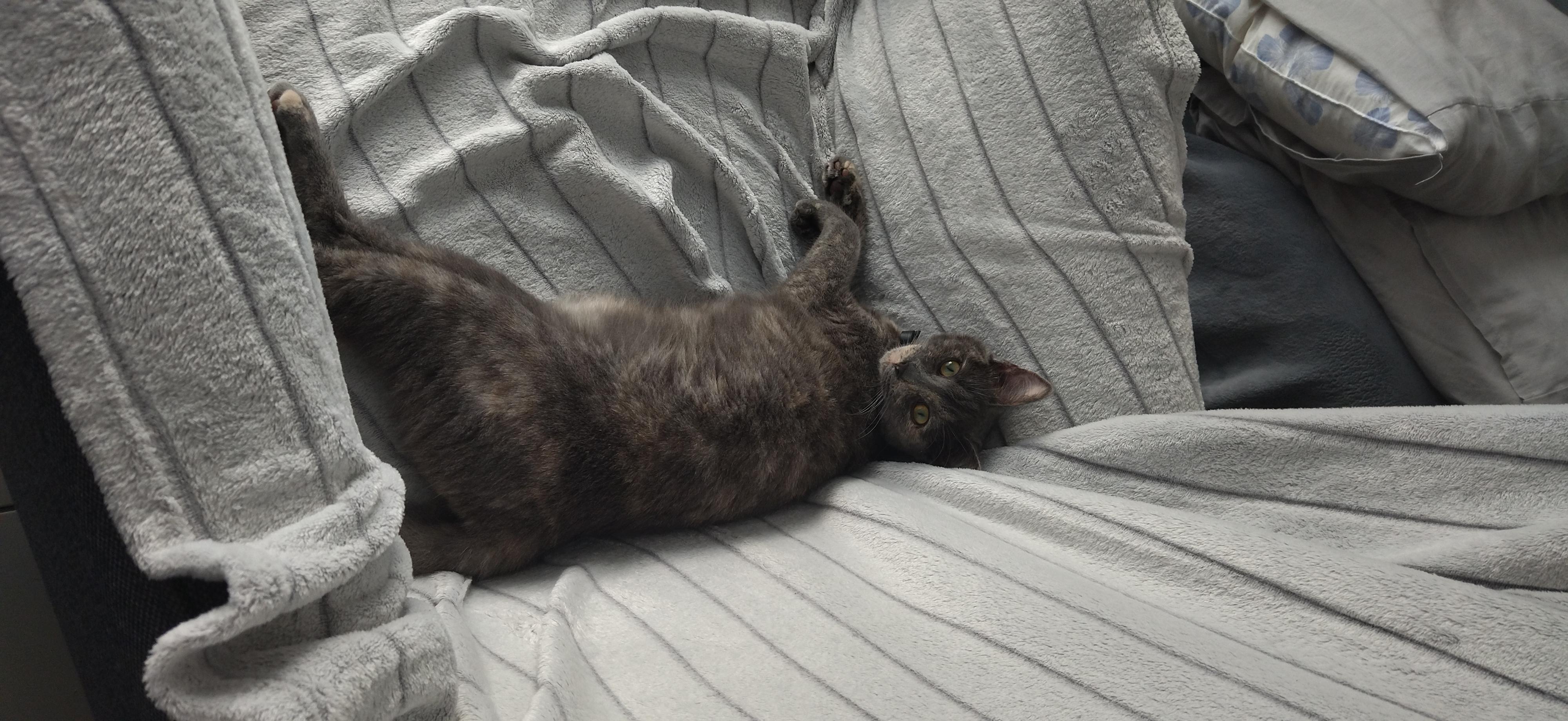 Service chat 56 entre particuliers