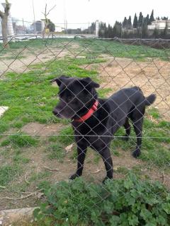 Service : chien Service : chien