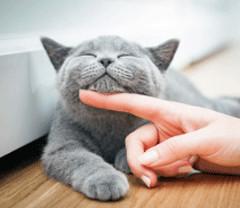 Demander ce catsitter