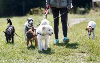 Demander ce petsitter