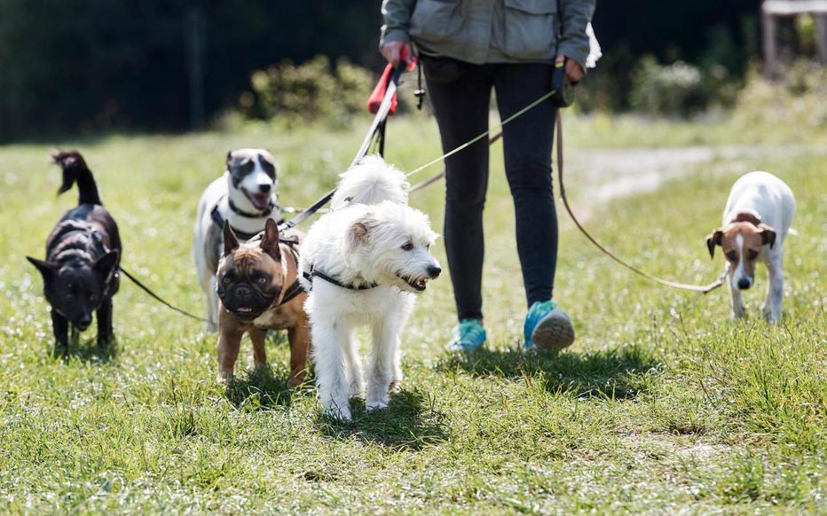 Service chien 92 entre particuliers