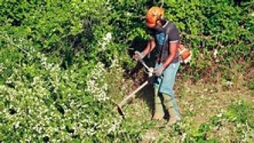 Service : debroussaillage Service : debroussaillage