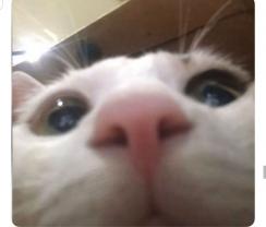 Demander ce petsitter