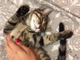 Service : garde animaux Service : garde animaux