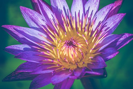 Service entretien jardin 94 entre particuliers