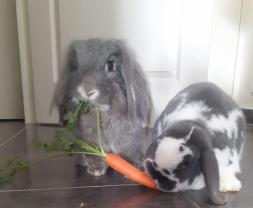 Service : garde lapin Service : garde lapin