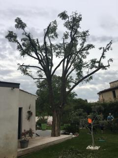 Service : elagage Service : elagage