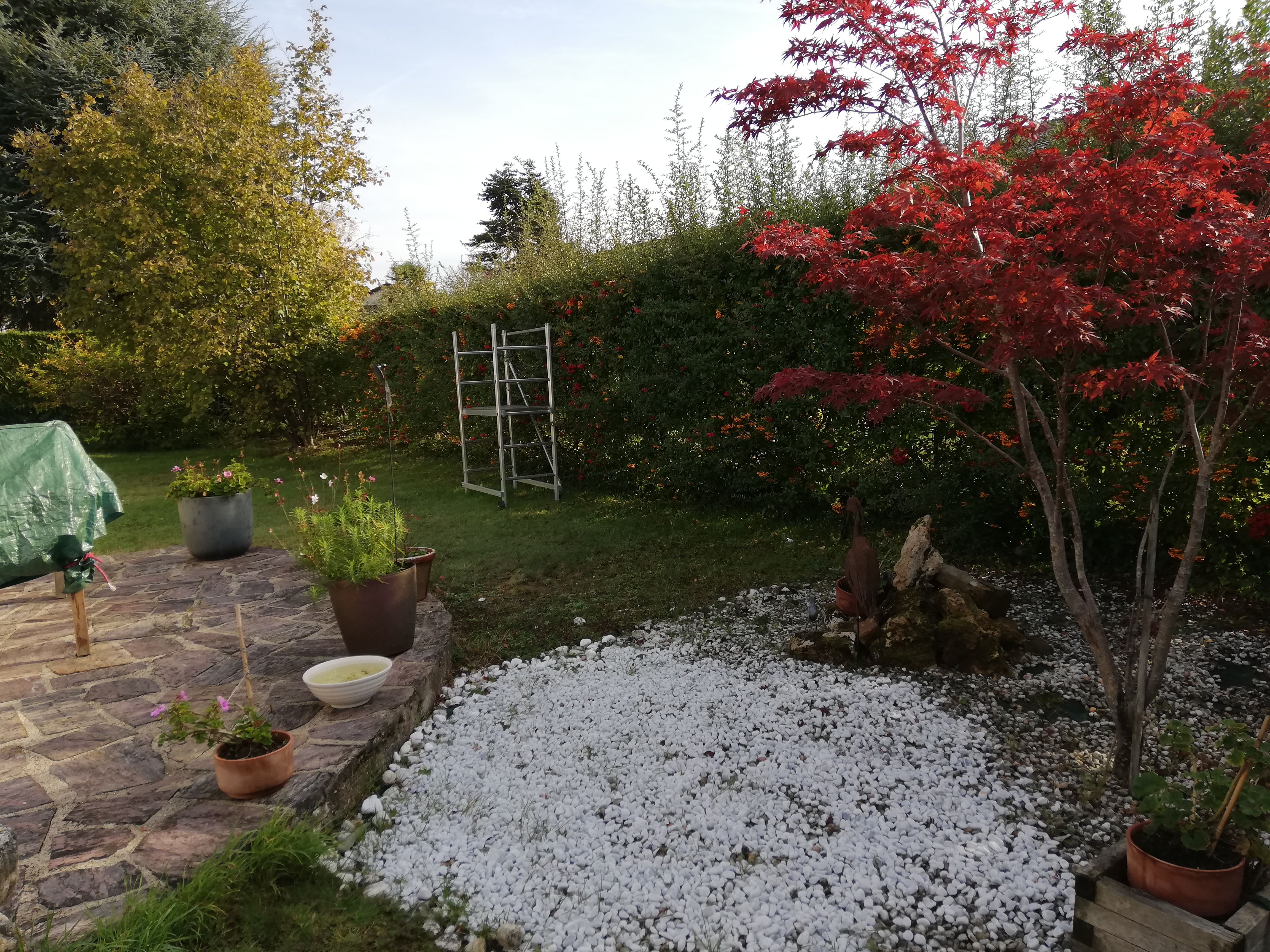 Service taille de haies 91 entre particuliers