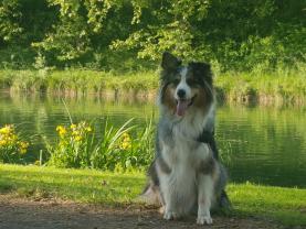 Service : chien Service : chien