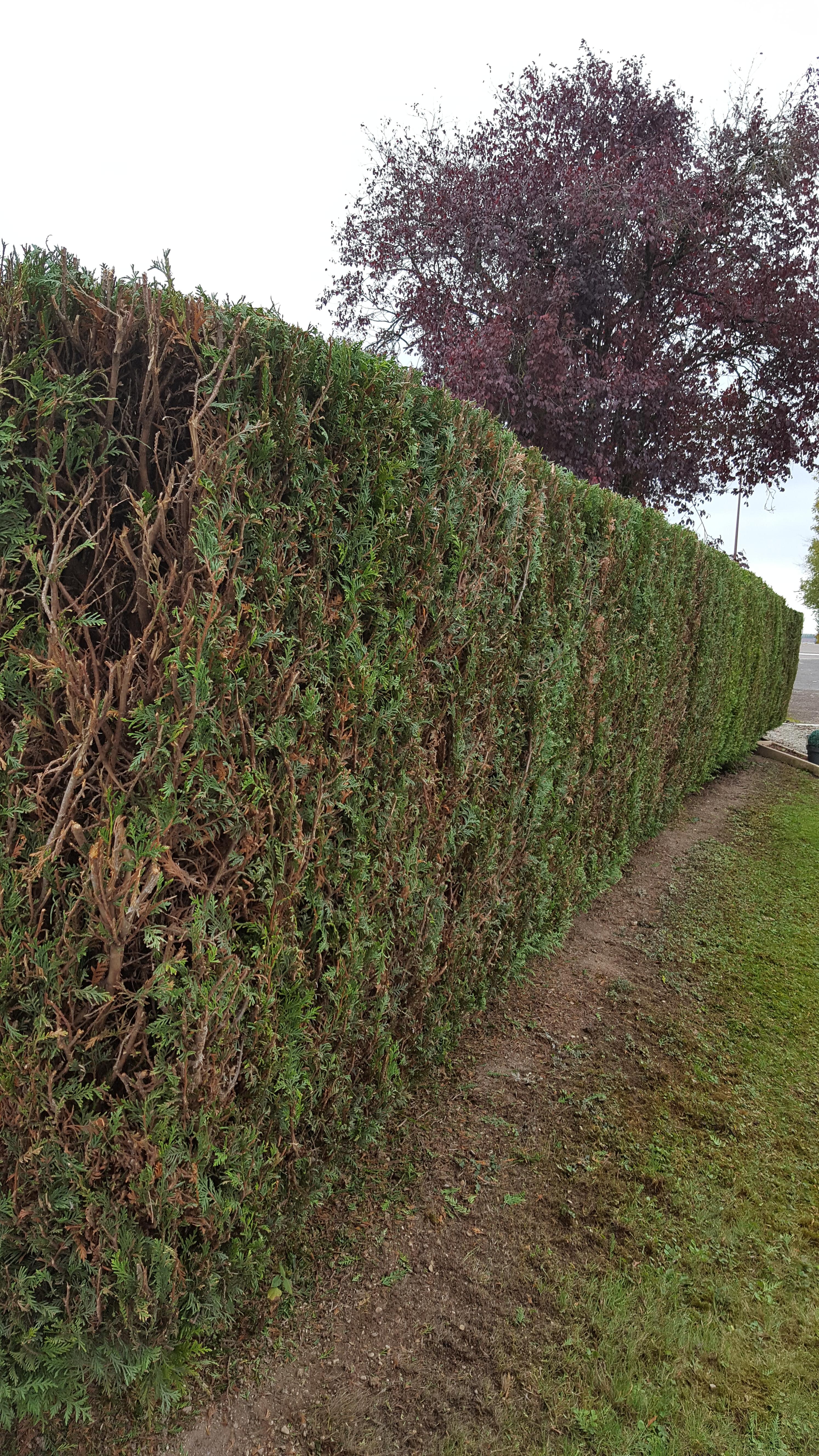 Service elagage 10 entre particuliers