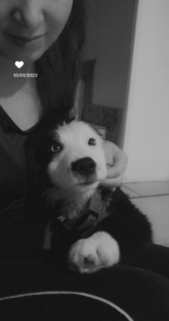 Service : garde animaux