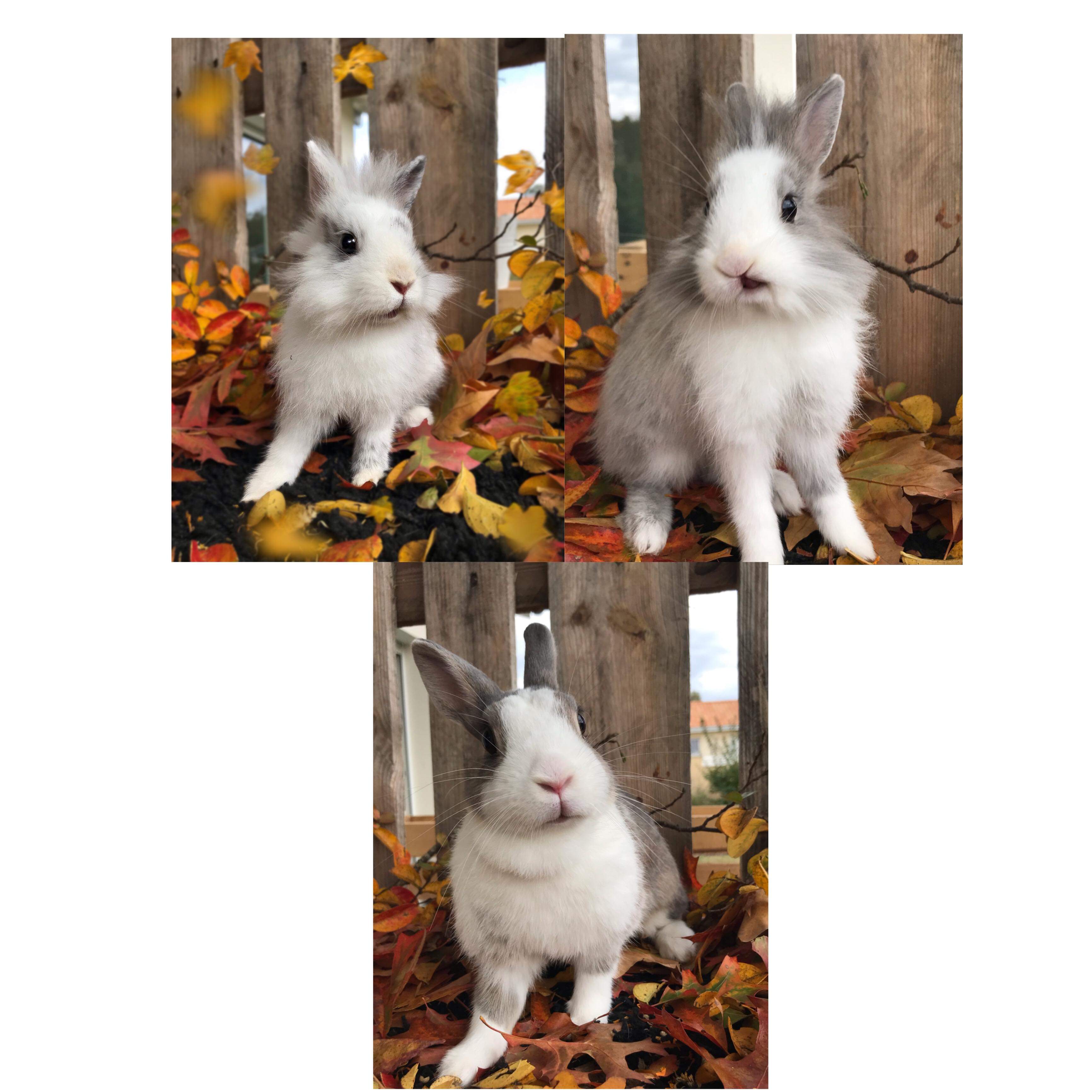 Service garde lapin 40 entre particuliers