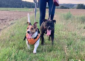 Service : chien Service : chien