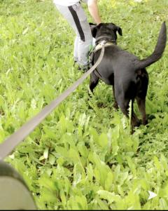 Service : chien Service : chien