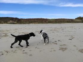 Service : chien Service : chien