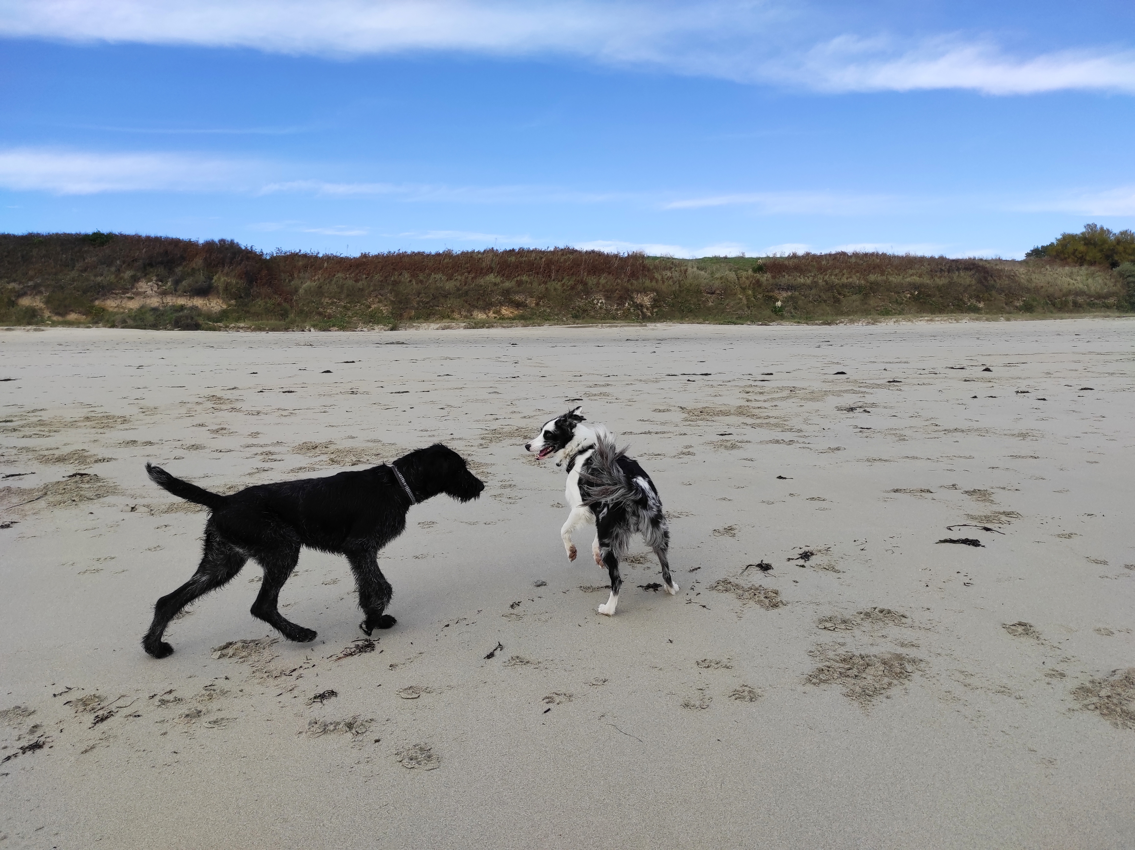 Service chien 83 entre particuliers