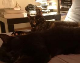 Service : garde animaux Service : garde animaux