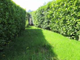 Service : taille de haies Service : taille de haies